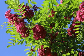 紫槐花 