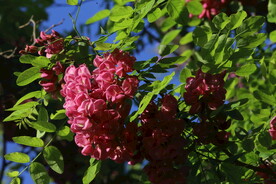 紫槐花