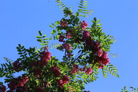 紫槐花
