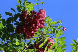 紫槐花 