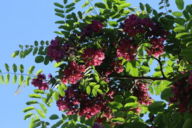 紫槐花 