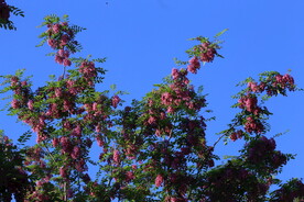 紫槐花 
