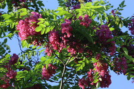 紫槐花