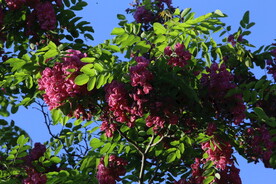 紫槐花