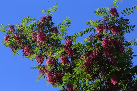 紫槐花