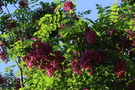 紫槐花 