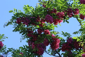紫槐花