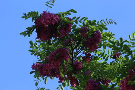 紫槐花 