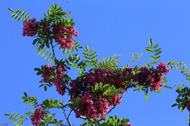 紫槐花