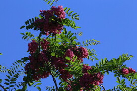 紫槐花 