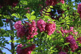 紫槐花