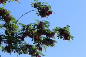 紫槐花