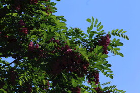 紫槐花