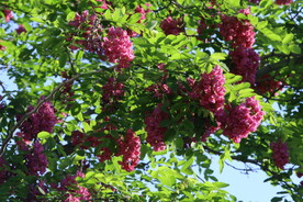 紫槐花