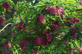 紫槐花 