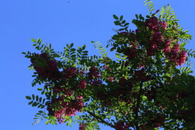 紫槐花 