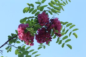 紫槐花 