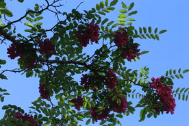 紫槐花