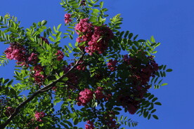 紫槐花