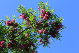 紫槐花 