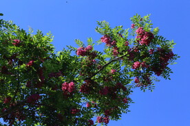 紫槐花 