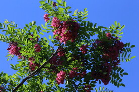 紫槐花