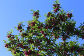 紫槐花