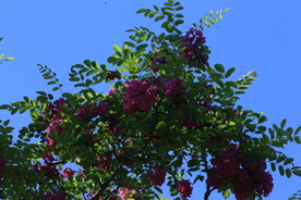 紫槐花 