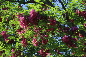 紫槐花
