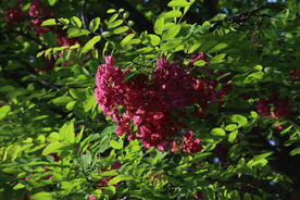 紫槐花 