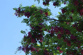 紫槐花