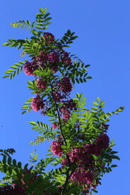 紫槐花 