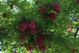 紫槐花