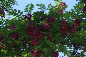 紫槐花 