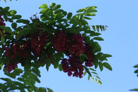 紫槐花 