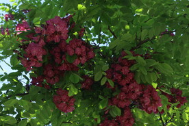紫槐花