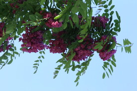 紫槐花