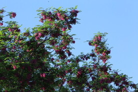 紫槐花