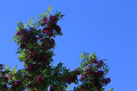 紫槐花 