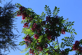 紫槐花 