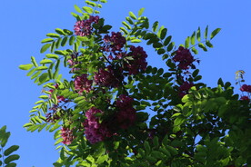 紫槐花