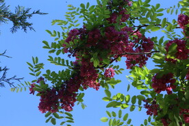 紫槐花 