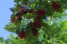 紫槐花