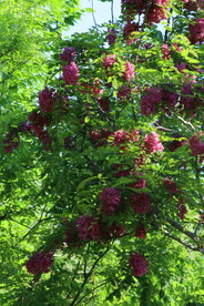 紫槐花 