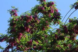 紫槐花
