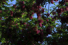 紫槐花 