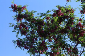 紫槐花 