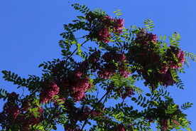 紫槐花 