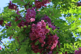紫槐花 