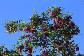 紫槐花 